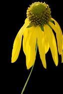 Coneflower Yellow Macro