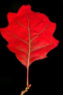 Tree Leaf Maple