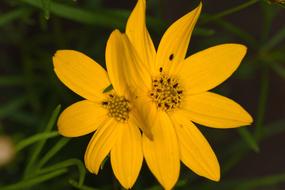 Flowers Yellow Macro Close