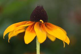 Coneflower Yellow Brown