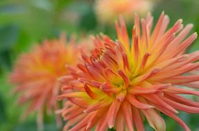 Orange Dahlia Flowers in Garden