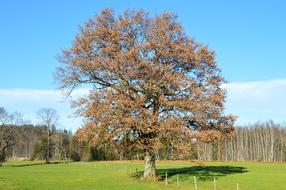 Oak Winter