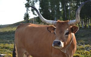 Cow Portugal Horns