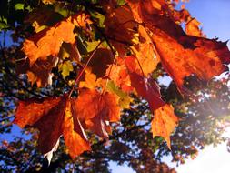 Autumn Golden Leaves tree