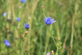 Chicory with half open Flowers in Wild