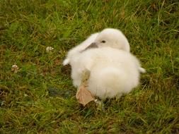 White Swan Cub on grass