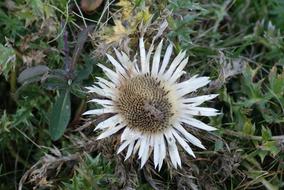 wondrous Silver Thistle Flower