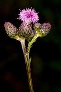 purple Thistle Lial Blossom