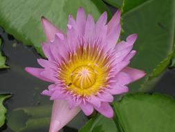 Water Lily Flower pink