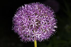 spherical purple garlic bloom close up
