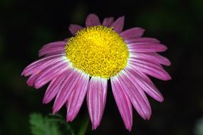 Flower Yellow Purple on a dark blurred background