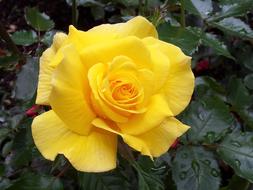 yellow rose on a wet bush close-up