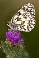 Checkered Butterfly on a thistle flower on a blurred background