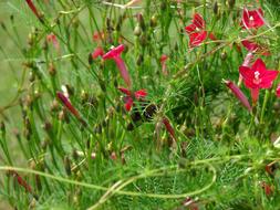 red flowers in green grass close up