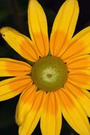 Coneflower Yellow macro