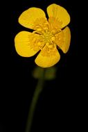 yellow water lily flower in the dark