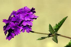 Close-up of the beautiful, violet flowers on the stem, with the green leaves