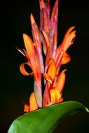 wondrous Canna Flower