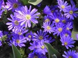 blue Anemones, Spring flowers