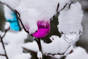 frosty flower branch