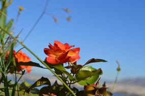 orange roses on a bush against the sky