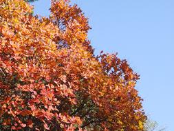 Tree Fronds Autumn