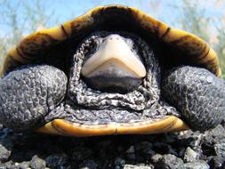 Diamondback Terrapin Adult Shell