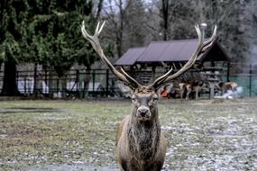 deer Hart Horns