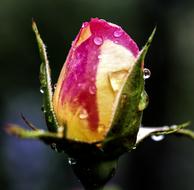Flower Rose and water drops