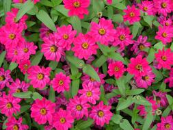 Zinnia, Pink Flowers, background