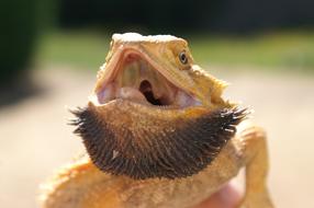 Pogona Reptile