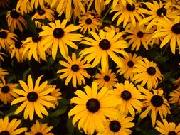 Yellow Coneflower Flowers