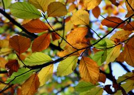 Autumn Colors Green