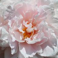 white Pink Rose Spring