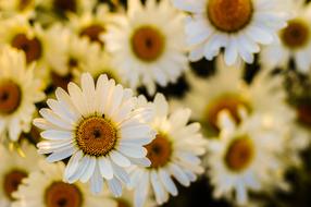 Oxeye Daisy white yellow