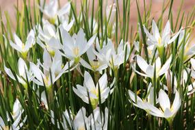 blooming white crocuses in the garden