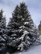 Fir Tree Snow Snowy