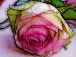 pink watercolor rose wrought