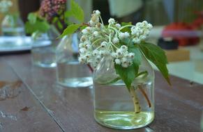 Green Flowers in vases at Spring