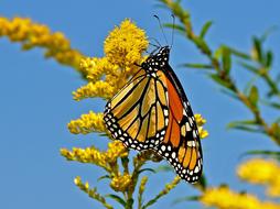 Butterfly and yellow Flowers