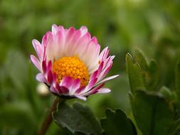 Macro photo of pink Daisy Flower
