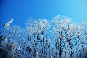 Winter Tree