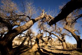 Trees Winter