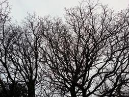 Trees Outlined against Sky