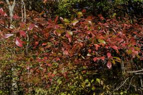 colorful Fall Leaves at Autumn