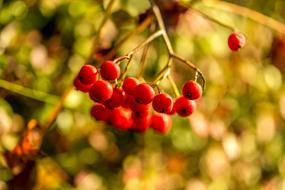Pihjaja Berry Red