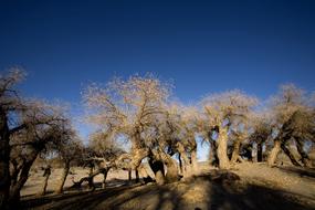 Populus desert trees in Winter