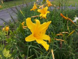 Lily Yellow Blossom in garden