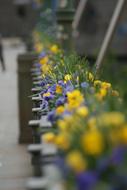 purple and yellow Flowers Bridge