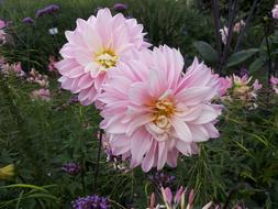 pink Dahlias Garden Show